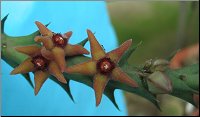 Orbea subterranea